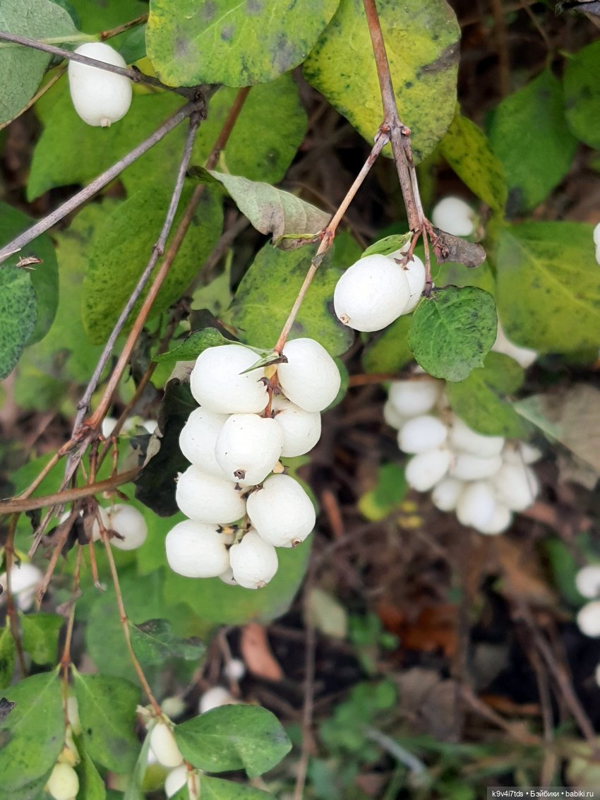 Московская осень — Куклы Irrealdoll (Ирреалдолл): BJD (БЖД)