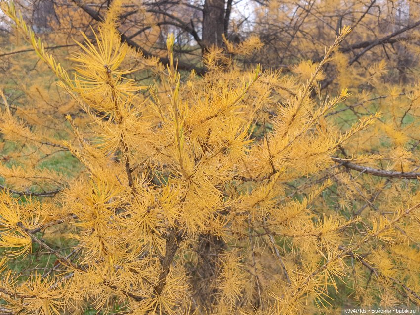 Московская осень — Куклы Irrealdoll (Ирреалдолл): BJD (БЖД)