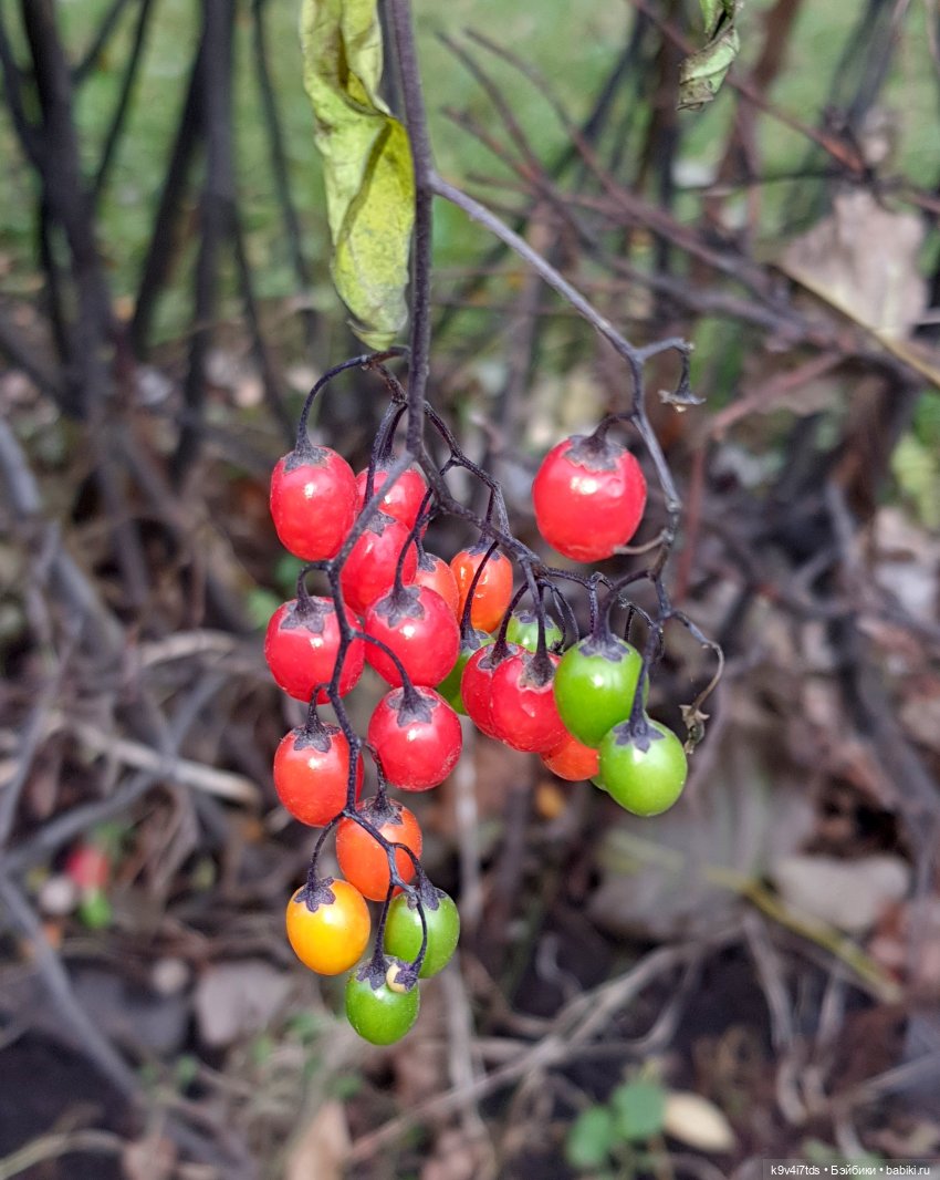 Московская осень — Куклы Irrealdoll (Ирреалдолл): BJD (БЖД)