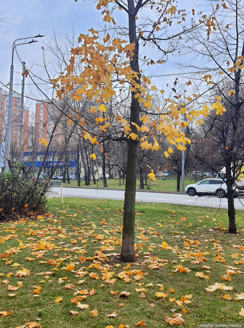 Московская осень — Куклы Irrealdoll (Ирреалдолл): BJD (БЖД)