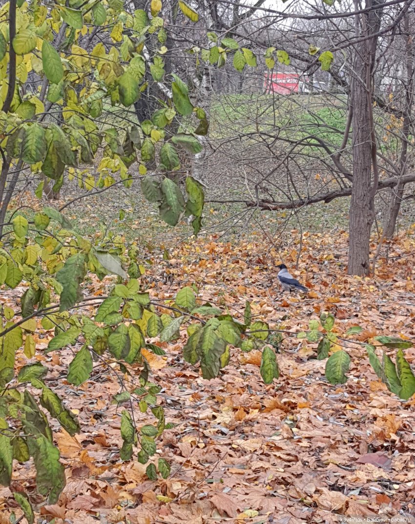 Московская осень — Куклы Irrealdoll (Ирреалдолл): BJD (БЖД)