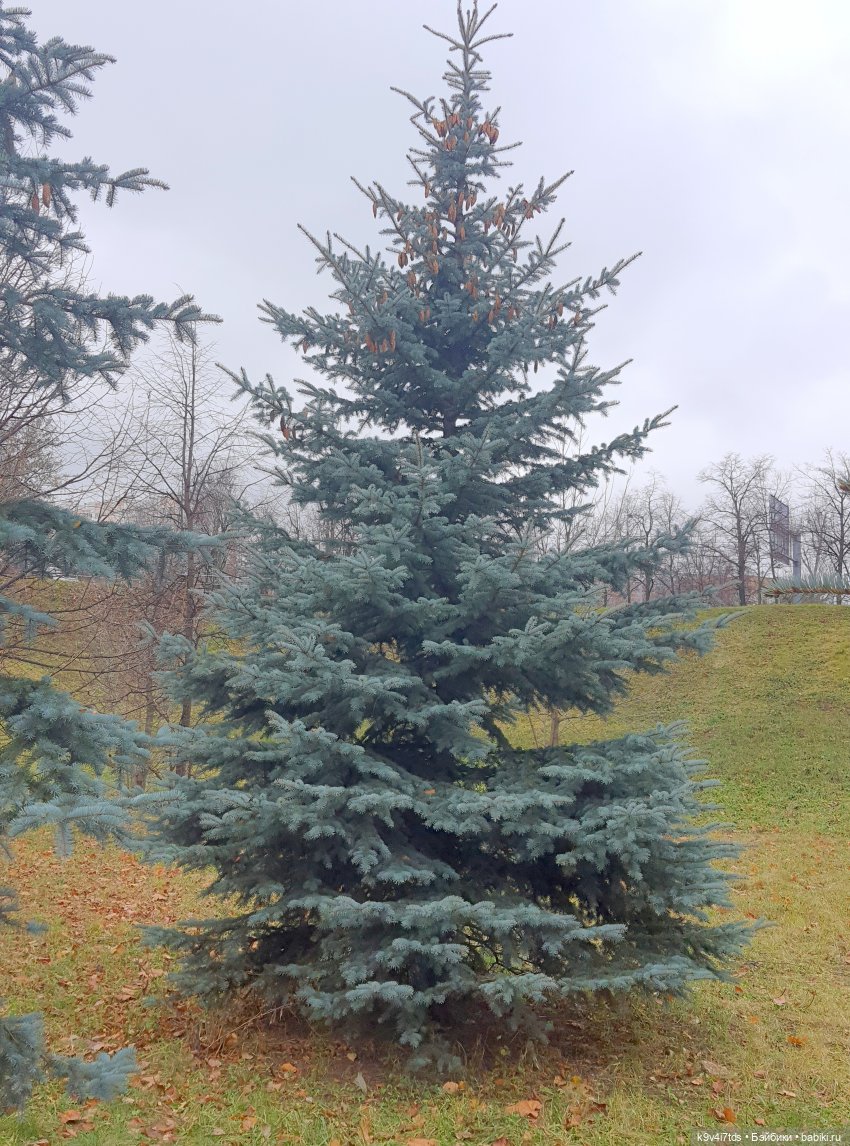 Московская осень — Куклы Irrealdoll (Ирреалдолл): BJD (БЖД)