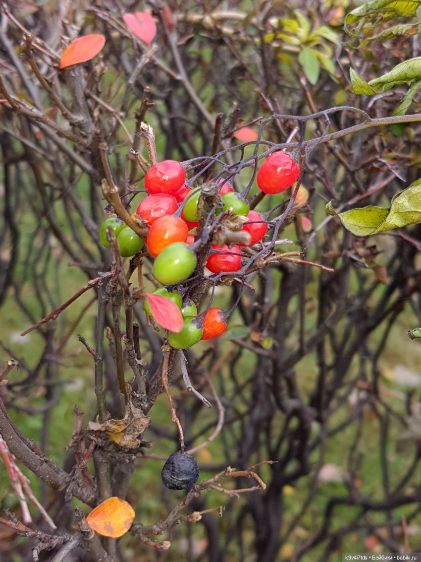 Московская осень — Куклы Irrealdoll (Ирреалдолл): BJD (БЖД) (фото 5)