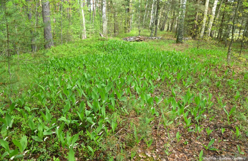 Воспоминания о "ландышевом" мае