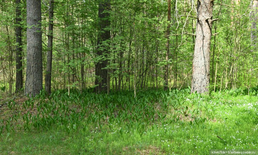 Воспоминания о "ландышевом" мае (фото 8)