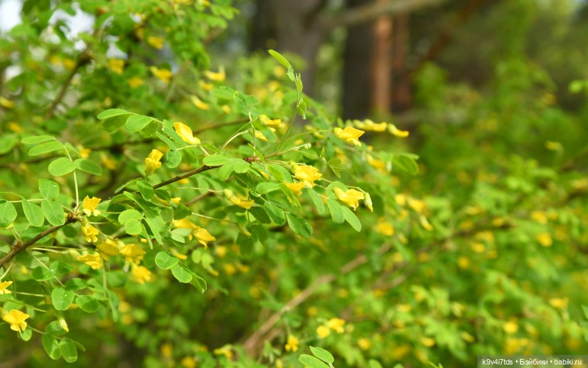 Воспоминания о "ландышевом" мае (фото 6)