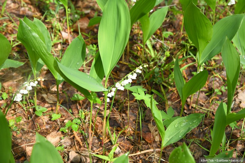 Воспоминания о "ландышевом" мае