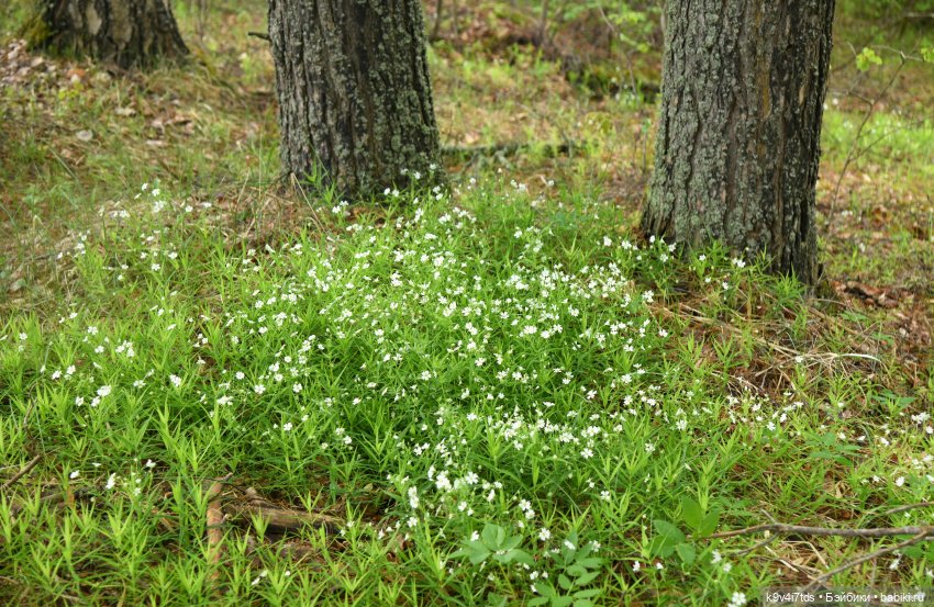 Воспоминания о "ландышевом" мае