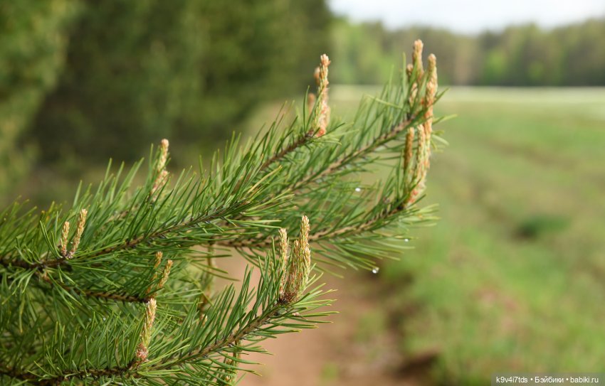 Воспоминания о "ландышевом" мае (фото 7)