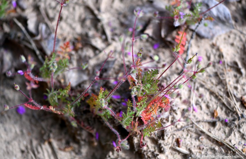 Весенняя прогулка с "Рубиночками" (фото 7)