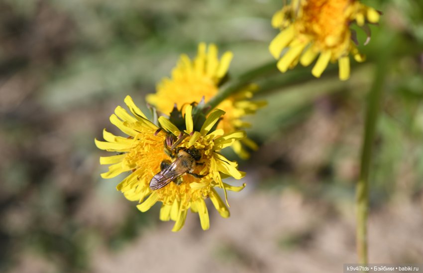 Весенняя прогулка с "Рубиночками"