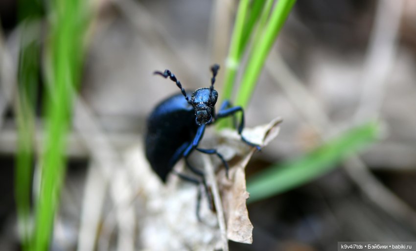 Весенняя прогулка с "Рубиночками" (фото 3)