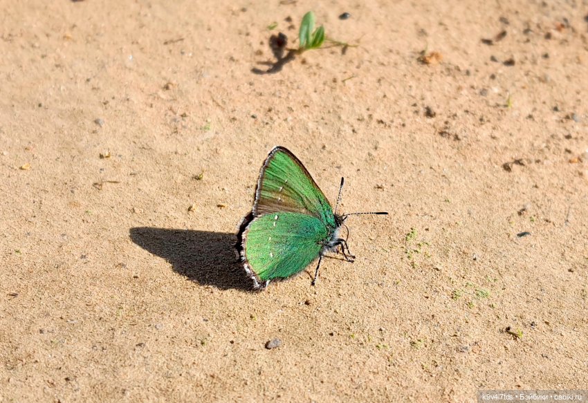 Весенняя прогулка с "Рубиночками" (фото 2)