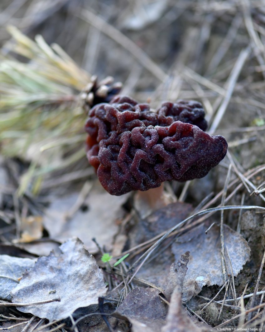 Весенняя прогулка с "Рубиночками" (фото 4)