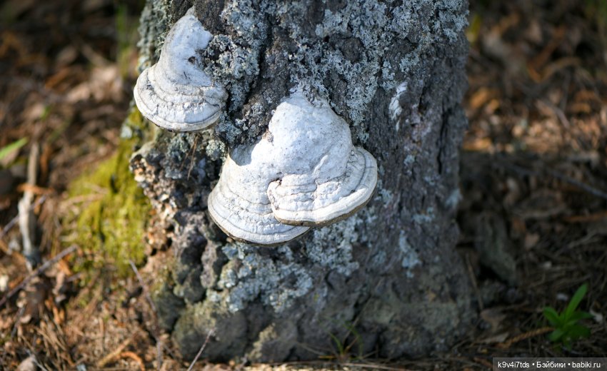 Весенняя прогулка с "Рубиночками"