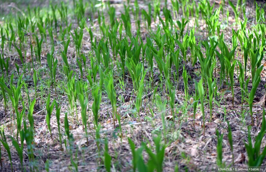 Весенняя прогулка с "Рубиночками"