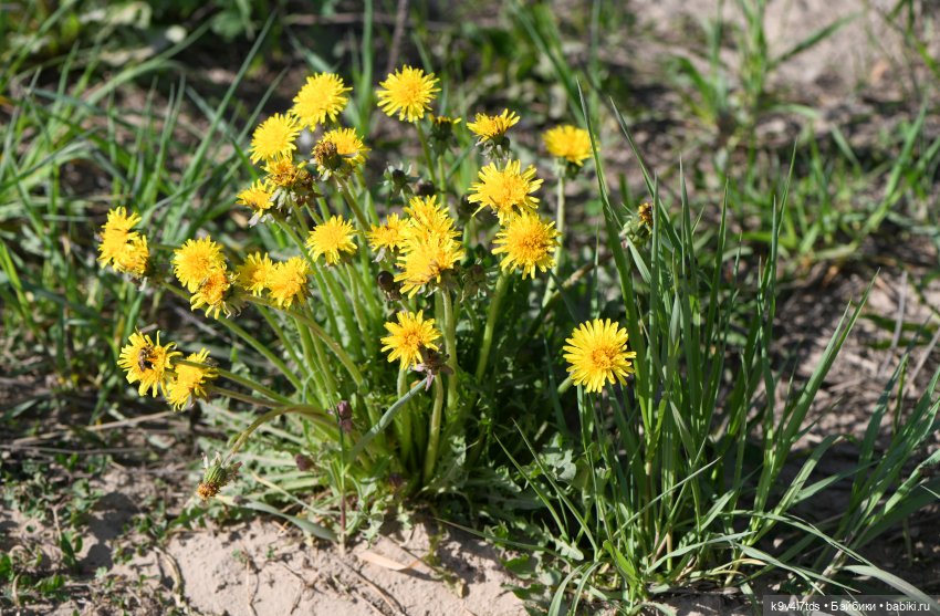Весенняя прогулка с "Рубиночками"