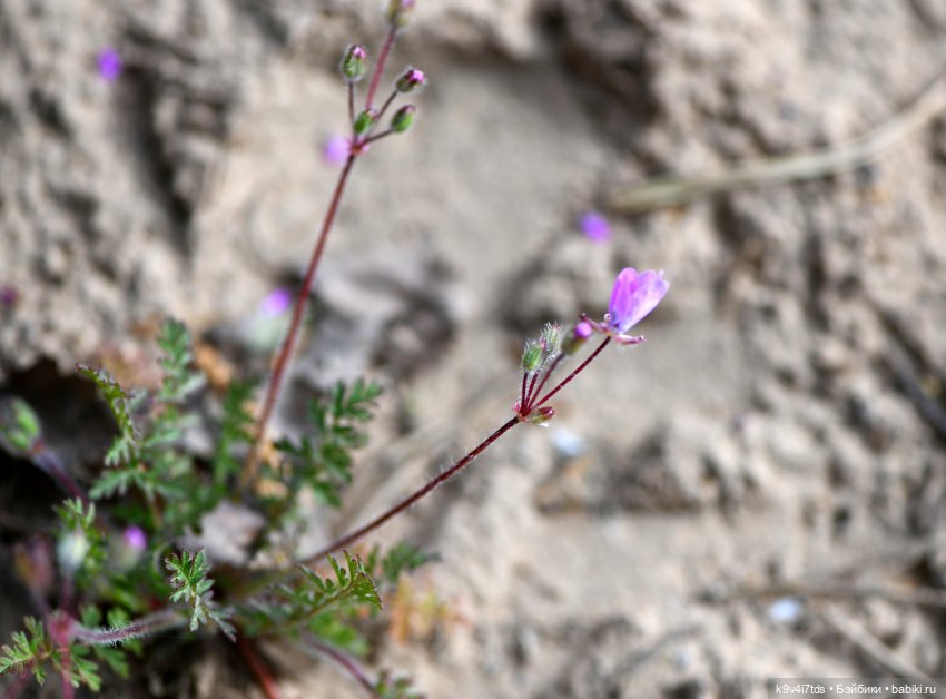 Весенняя прогулка с "Рубиночками" (фото 8)