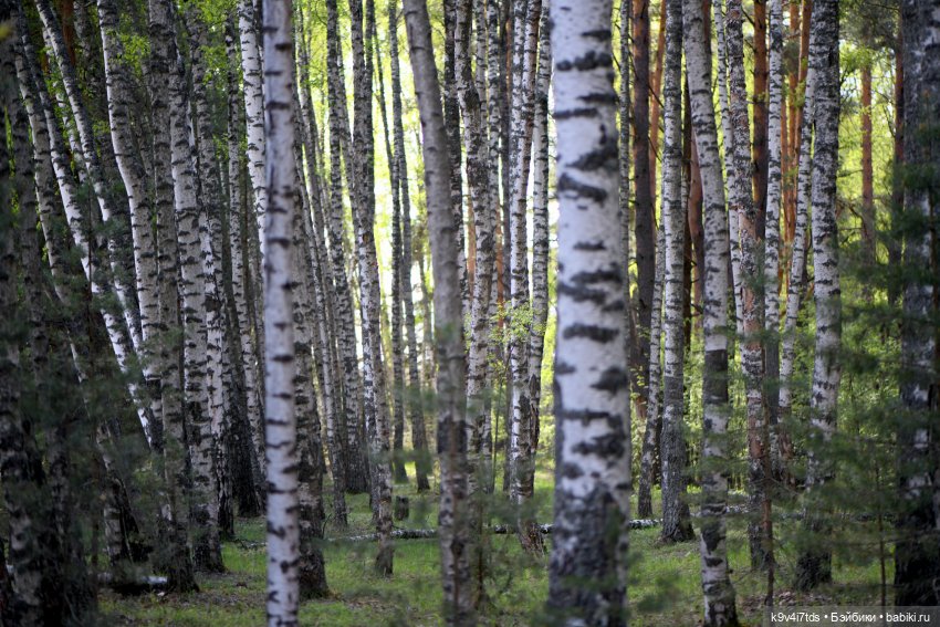 Весенняя прогулка с "Рубиночками"