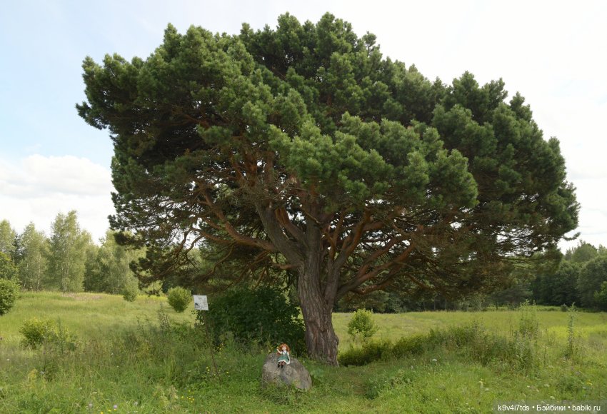 Летнее путешествие Дороти и Крекера в Старицу (фото 9)