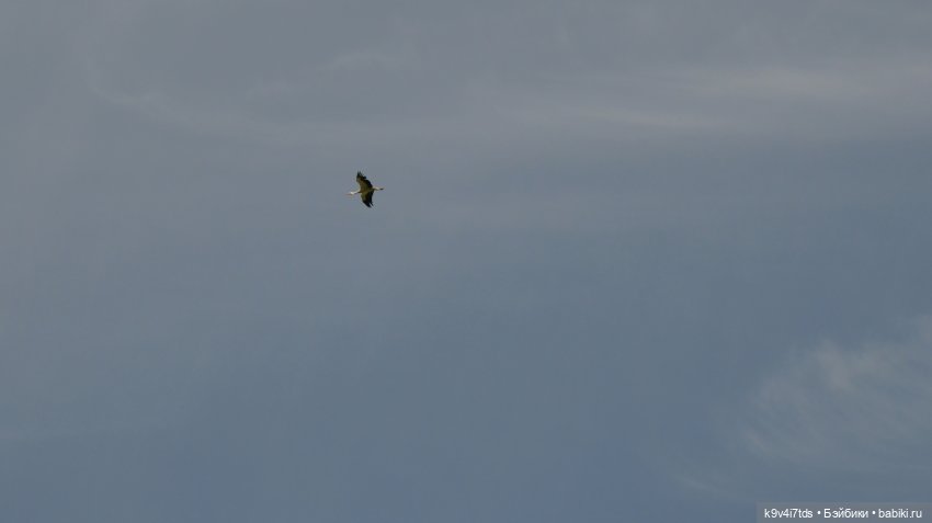 Летнее путешествие Дороти и Крекера в Старицу (фото 7)