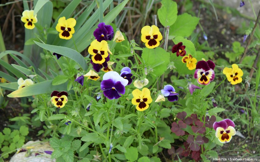 Летнее путешествие Дороти и Крекера в Старицу