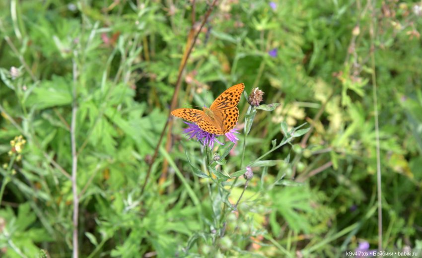 Летнее путешествие Дороти и Крекера в Старицу