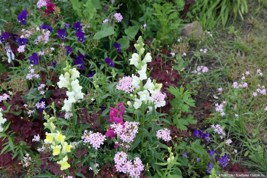 Летнее путешествие Дороти и Крекера в Старицу