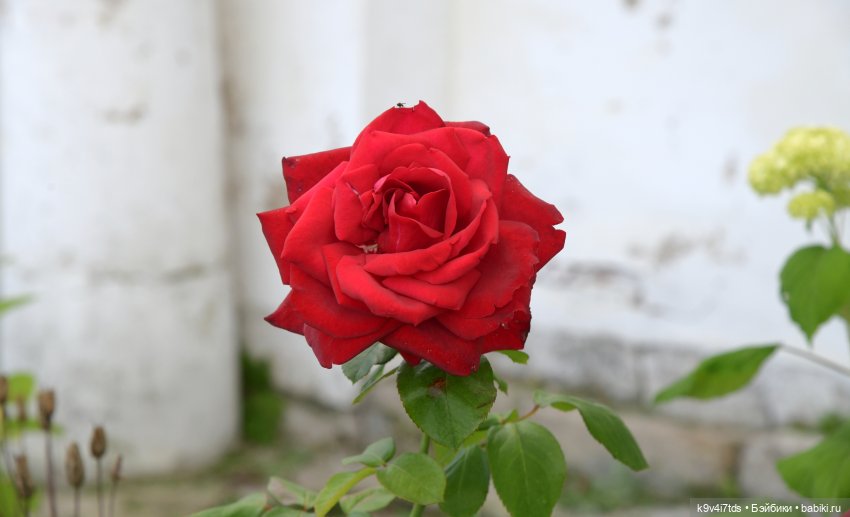 Летнее путешествие Дороти и Крекера в Старицу