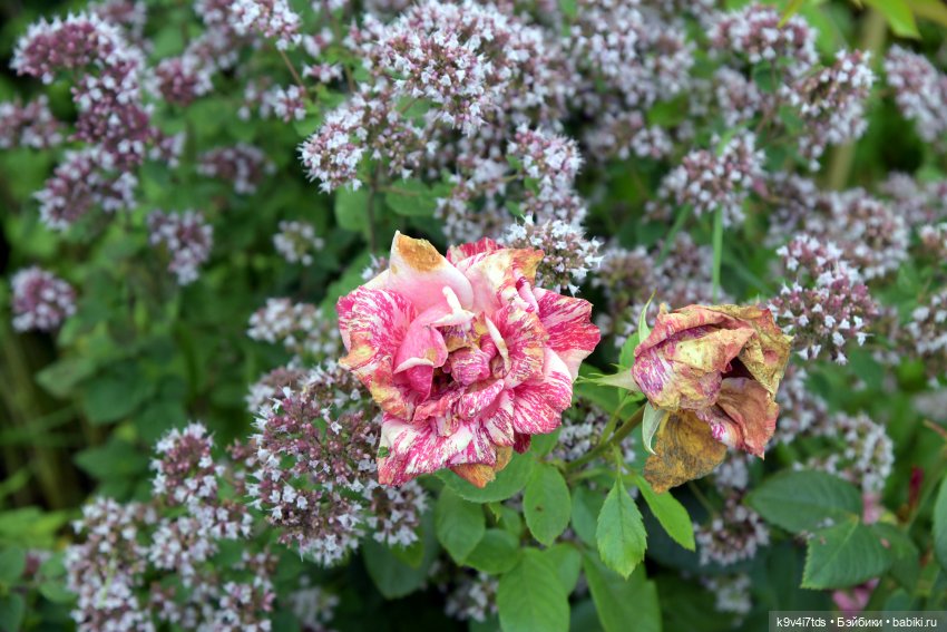 Летнее путешествие Дороти и Крекера в Старицу