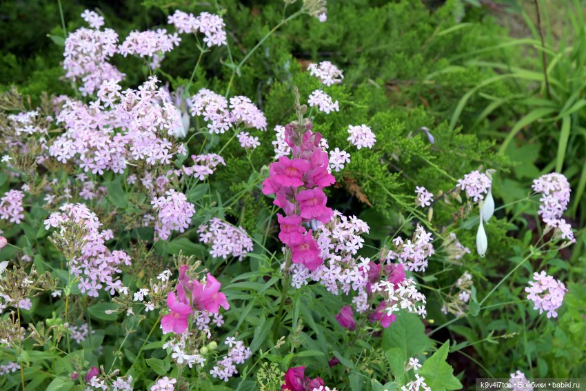 Летнее путешествие Дороти и Крекера в Старицу