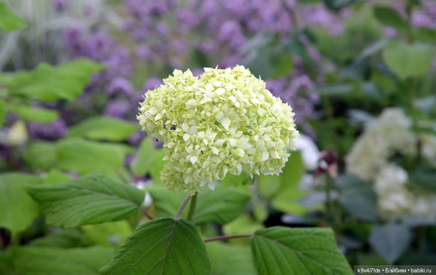 Летнее путешествие Дороти и Крекера в Старицу