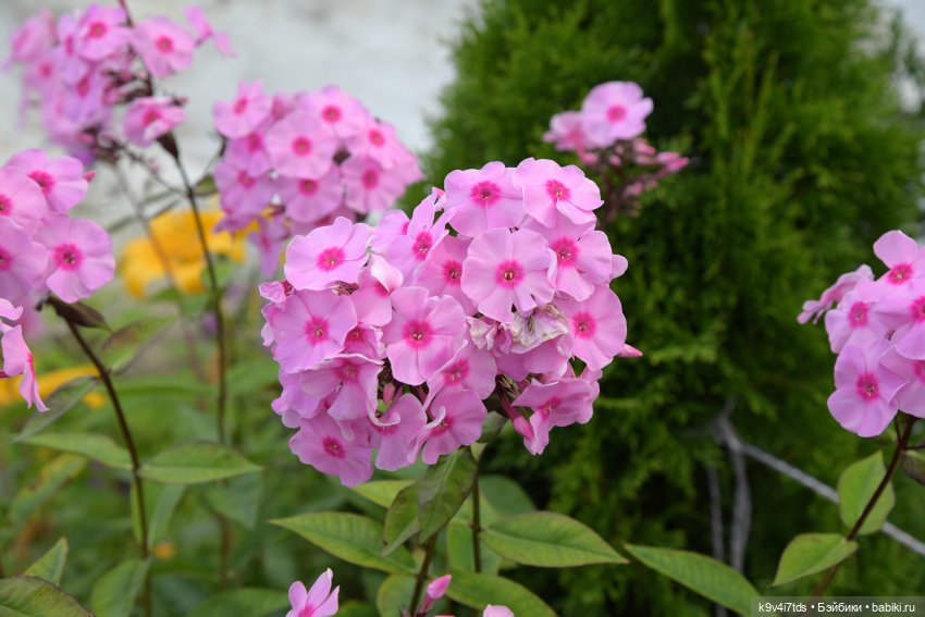 Летнее путешествие Дороти и Крекера в Старицу