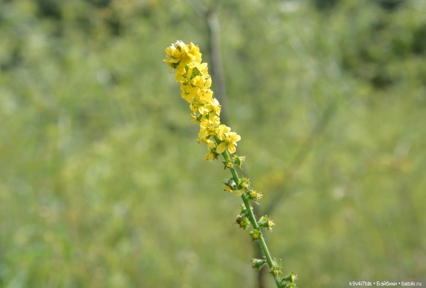 Летнее путешествие Дороти и Крекера в Старицу