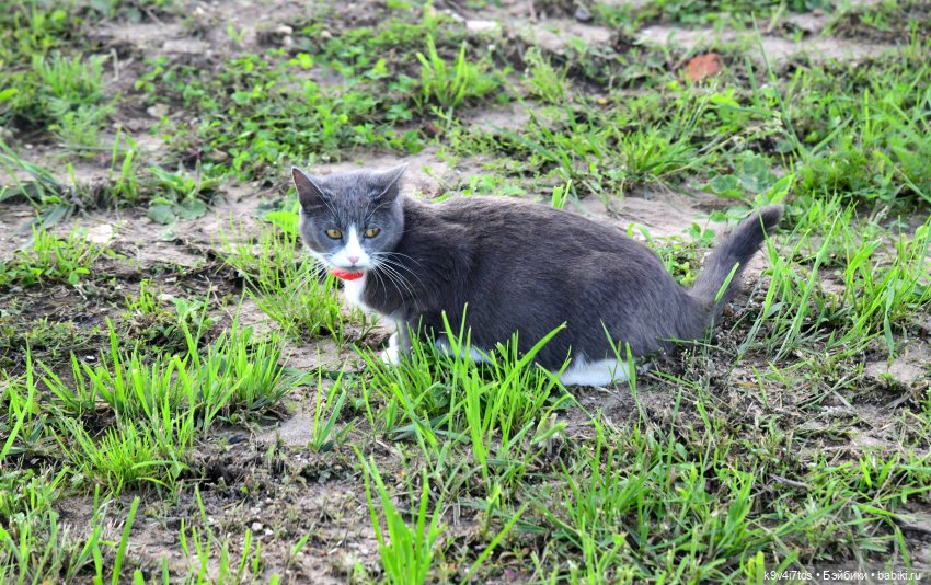 Летнее путешествие Дороти и Крекера в Старицу