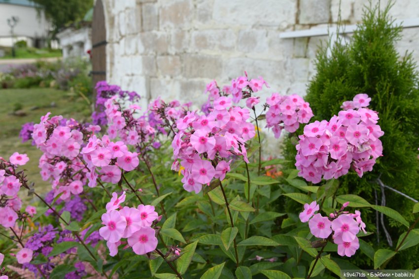 Летнее путешествие Дороти и Крекера в Старицу