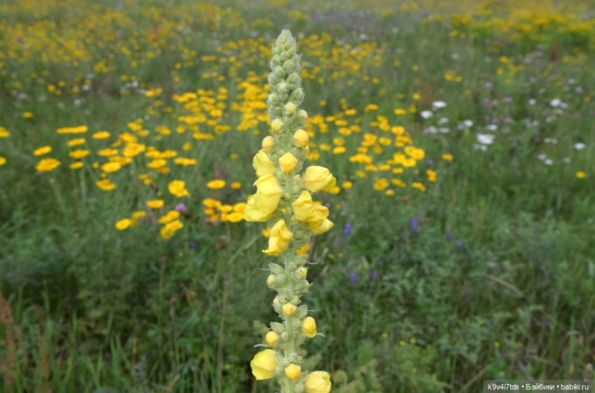 Летнее путешествие Дороти и Крекера в Старицу