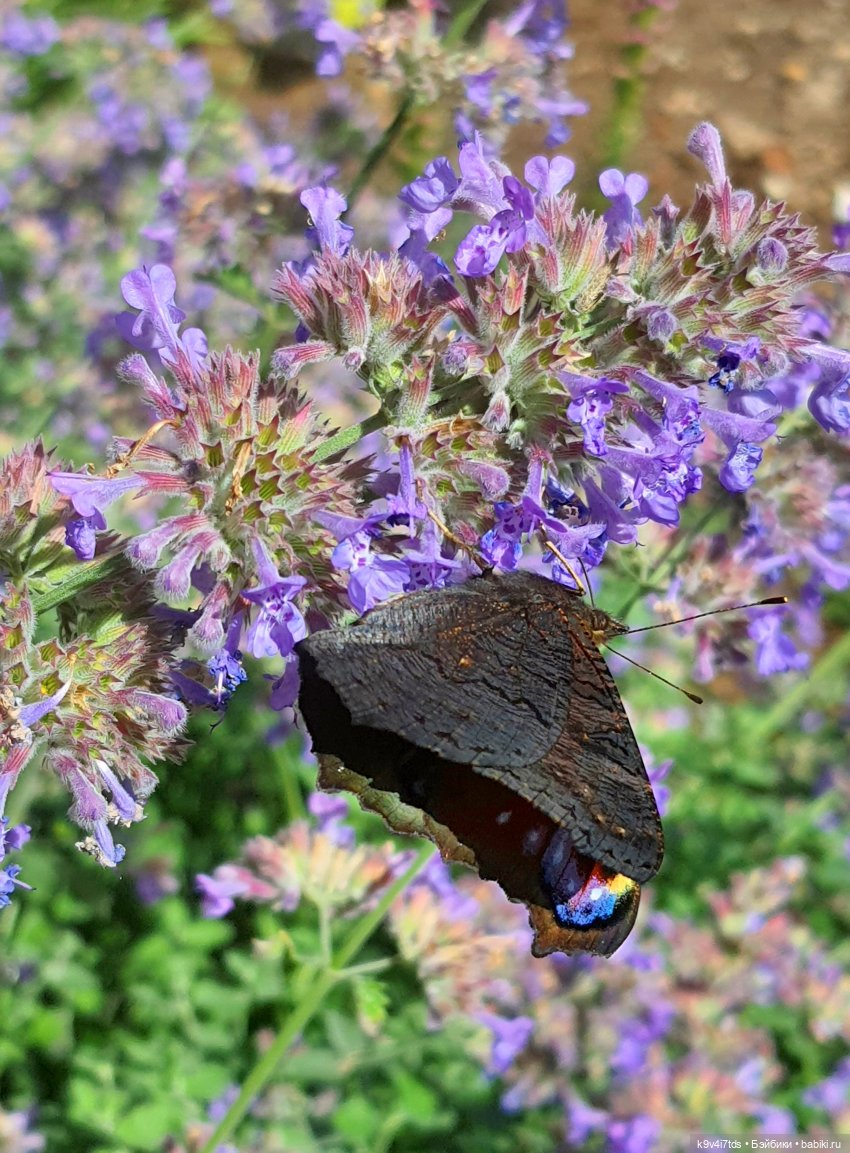 Раёк "рыбьим глазом" — Куклы Meadow dolls (Медовушки): BJD (БЖД)