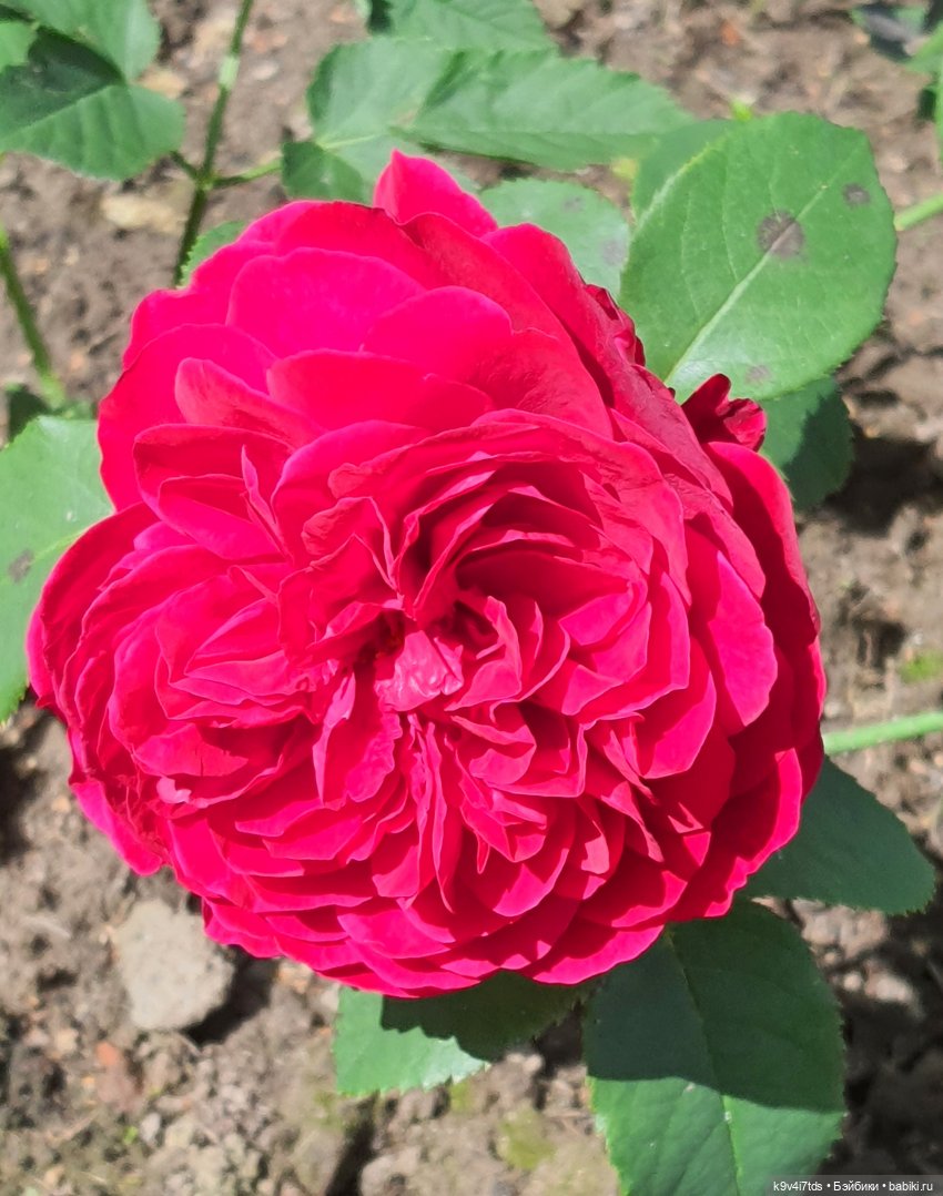 Раёк "рыбьим глазом" — Куклы Meadow dolls (Медовушки): BJD (БЖД)