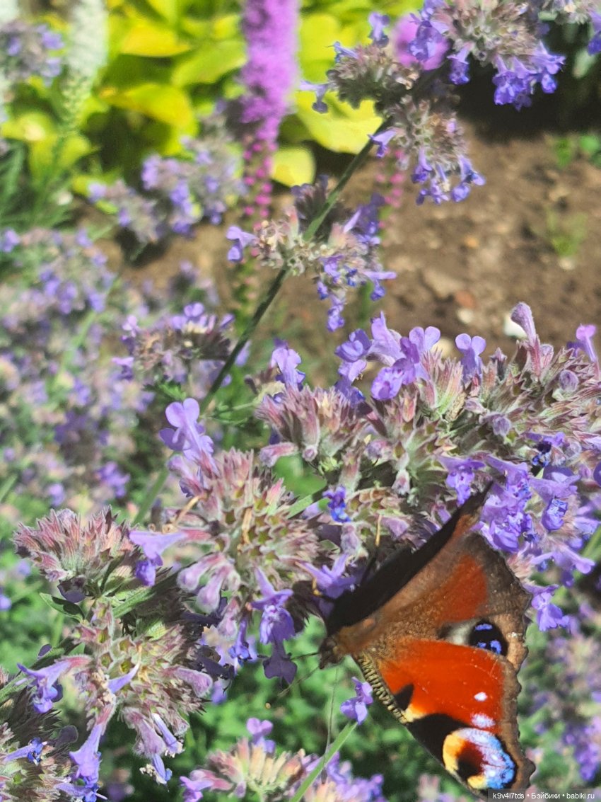 Раёк "рыбьим глазом" — Куклы Meadow dolls (Медовушки): BJD (БЖД)