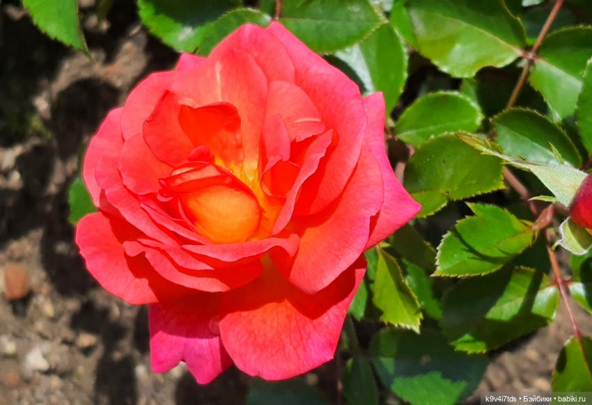 Раёк "рыбьим глазом" — Куклы Meadow dolls (Медовушки): BJD (БЖД)