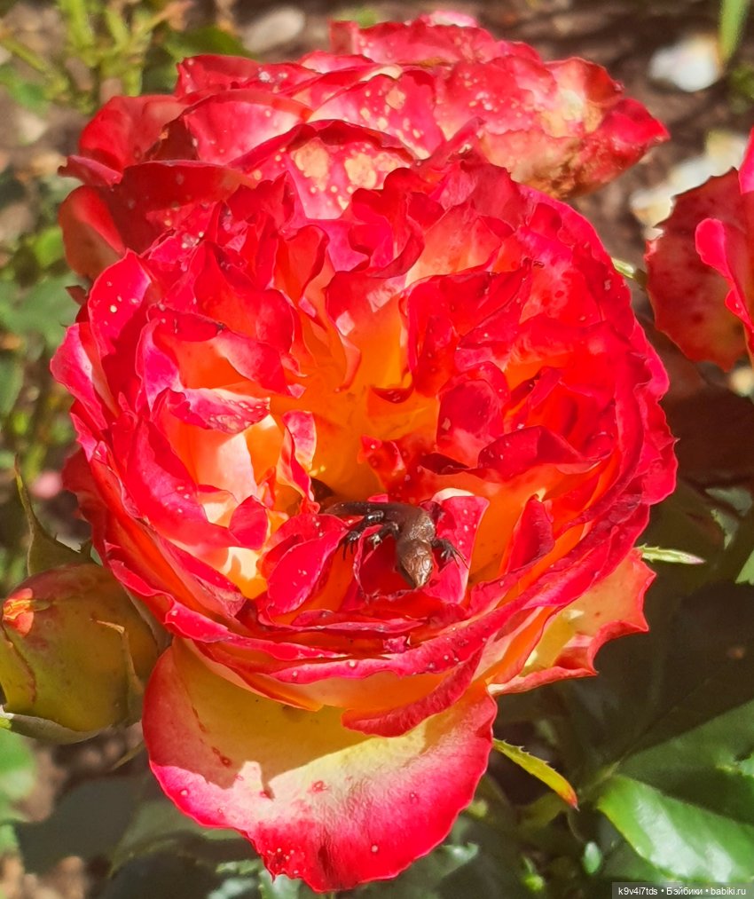 Раёк "рыбьим глазом" — Куклы Meadow dolls (Медовушки): BJD (БЖД)