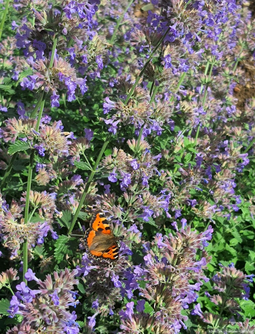 Раёк "рыбьим глазом" — Куклы Meadow dolls (Медовушки): BJD (БЖД)