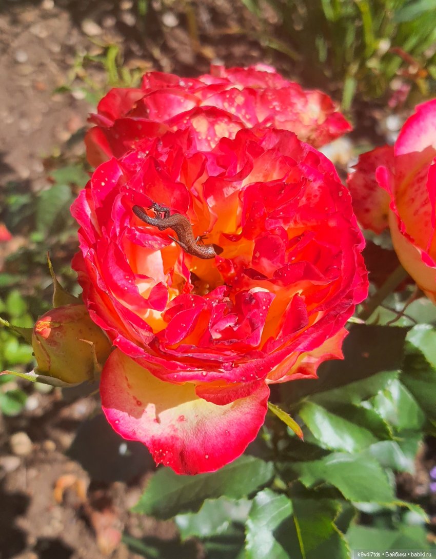 Раёк "рыбьим глазом" — Куклы Meadow dolls (Медовушки): BJD (БЖД)