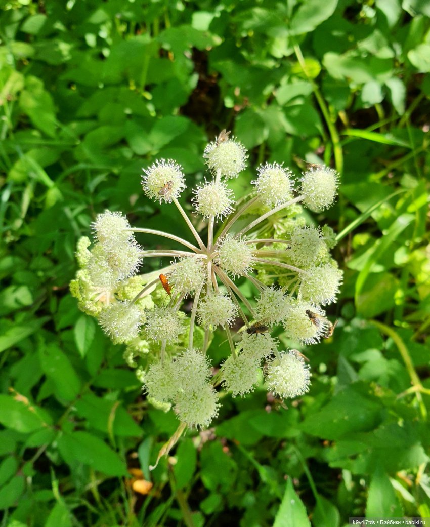 Усадьба Знаменское-Раёк, прогулка по парку