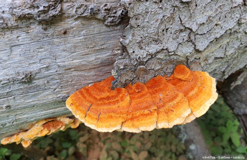 Усадьба Знаменское-Раёк, прогулка по парку