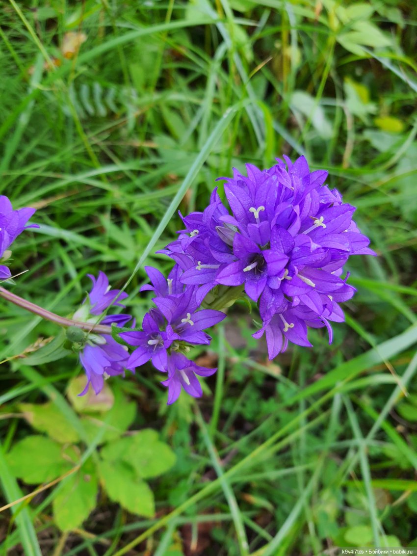 Усадьба Знаменское-Раёк, прогулка по парку