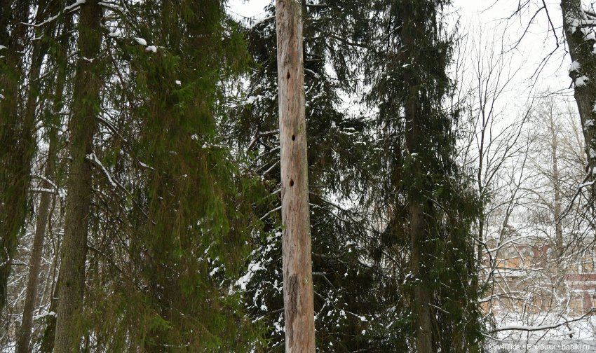 Прогулка в Усадьбе "Митино" (Тверская область) | Бэйбики Прогулка в Усадьбе "Митино" (Тверская область)