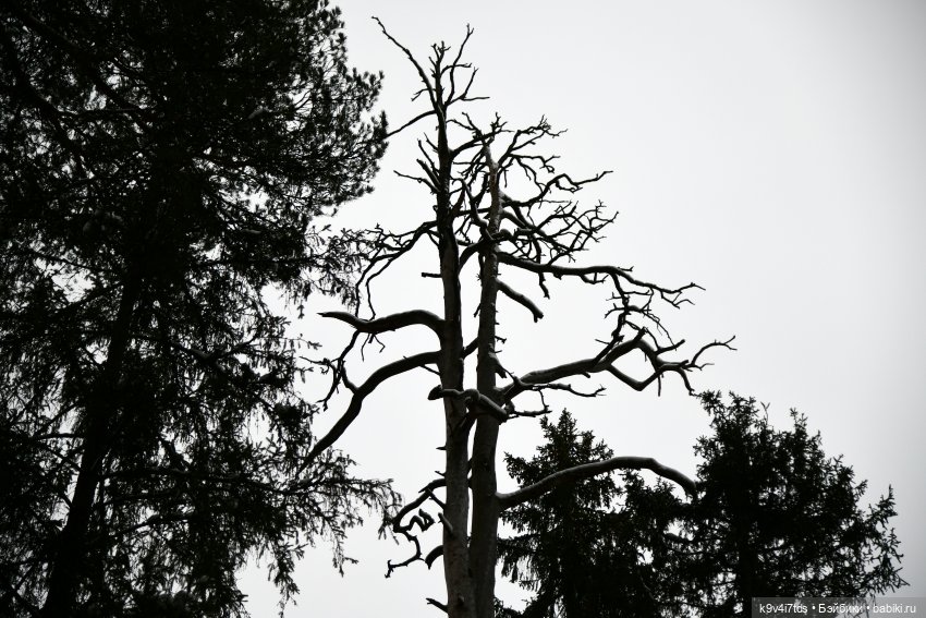 Прогулка в Усадьбе "Митино" (Тверская область) | Бэйбики Прогулка в Усадьбе "Митино" (Тверская область)