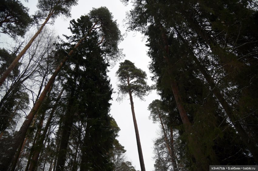 Прогулка в Усадьбе "Митино" (Тверская область) | Бэйбики Прогулка в Усадьбе "Митино" (Тверская область)